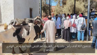 تحصين 307 آلاف رأس ماشية في الغربية ضد الحمى القلاعية وحمى الوادي المتصدع