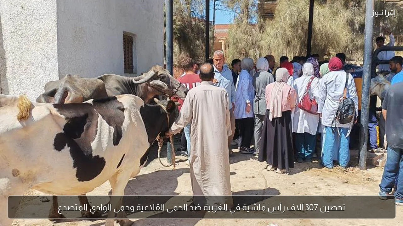 تحصين 307 آلاف رأس ماشية في الغربية ضد الحمى القلاعية وحمى الوادي المتصدع