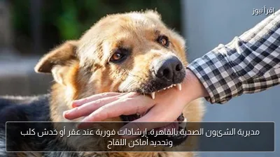 مديرية الشئون الصحية بالقاهرة: إرشادات فورية عند عقر أو خدش كلب وتحديد أماكن اللقاح