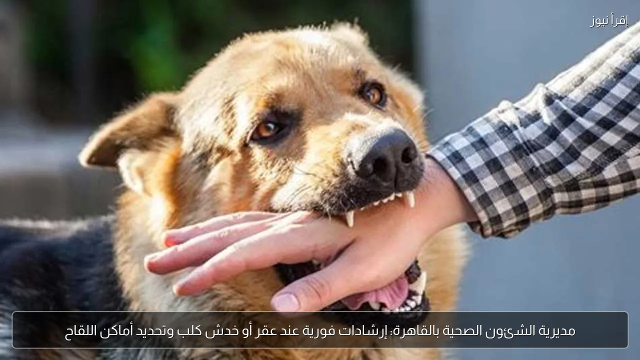 مديرية الشئون الصحية بالقاهرة: إرشادات فورية عند عقر أو خدش كلب وتحديد أماكن اللقاح