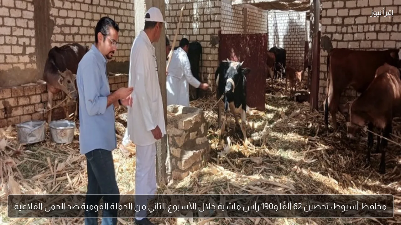 محافظ أسيوط: تحصين 62 ألفًا و190 رأس ماشية خلال الأسبوع الثاني من الحملة القومية ضد الحمى القلاعية