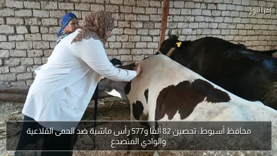 محافظ أسيوط: تحصين 82 ألفًا و577 رأس ماشية ضد الحمى القلاعية والوادي المتصدع