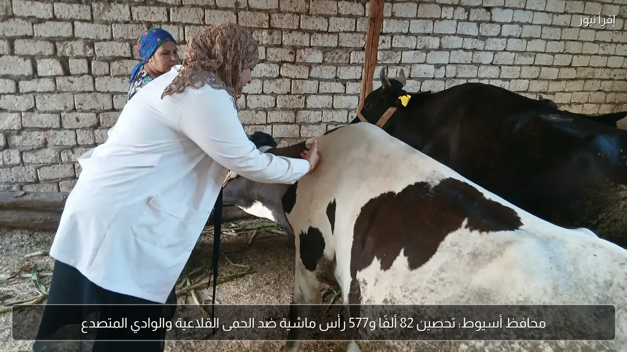 محافظ أسيوط: تحصين 82 ألفًا و577 رأس ماشية ضد الحمى القلاعية والوادي المتصدع