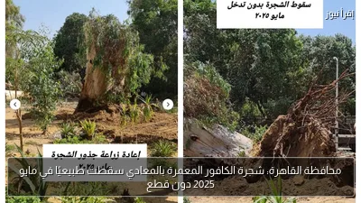 محافظة القاهرة: شجرة الكافور المعمرة بالمعادي سقطت طبيعيًا في مايو 2025 دون قطع