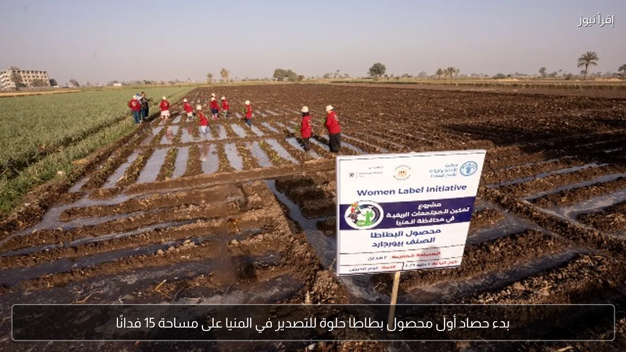 بدء حصاد أول محصول بطاطا حلوة للتصدير في المنيا على مساحة 15 فدانًا