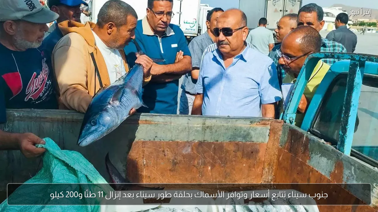 جنوب سيناء تتابع أسعار وتوافر الأسماك بحلقة طور سيناء بعد إنزال 11 طنًا و200 كيلو