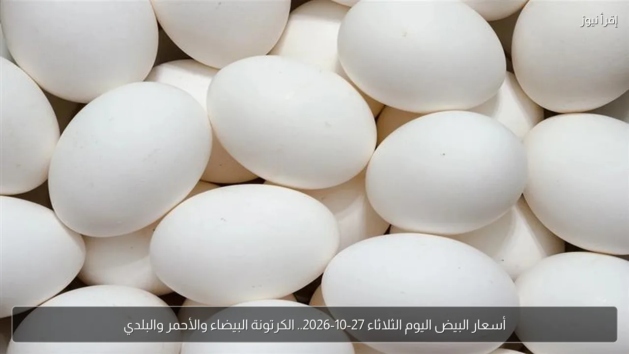 أسعار البيض اليوم الثلاثاء 27-10-2026.. الكرتونة البيضاء والأحمر والبلدي