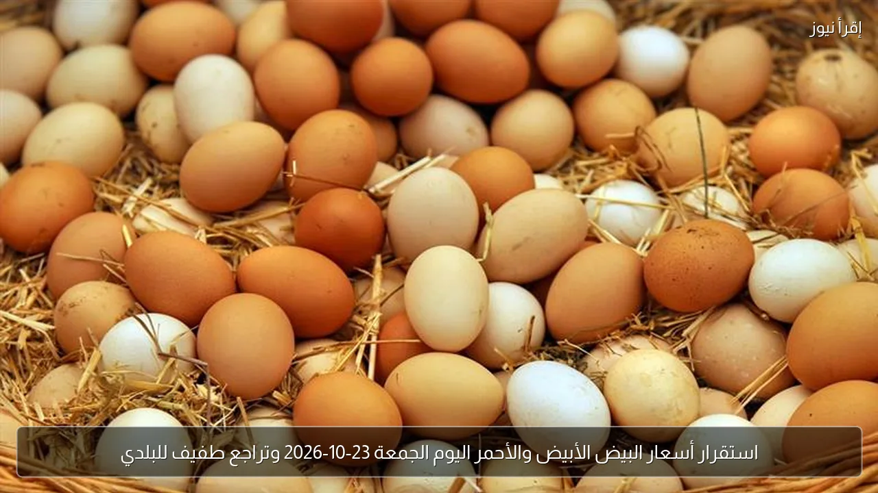 استقرار أسعار البيض الأبيض والأحمر اليوم الجمعة 23-10-2026 وتراجع طفيف للبلدي