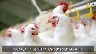 استقرار أسعار الدواجن اليوم الأحد 18 أكتوبر 2026 في المزارع