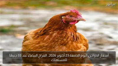 أسعار الدواجن اليوم الجمعة 23 أكتوبر 2026.. الفراخ البيضاء عند 88 جنيهًا للمستهلك