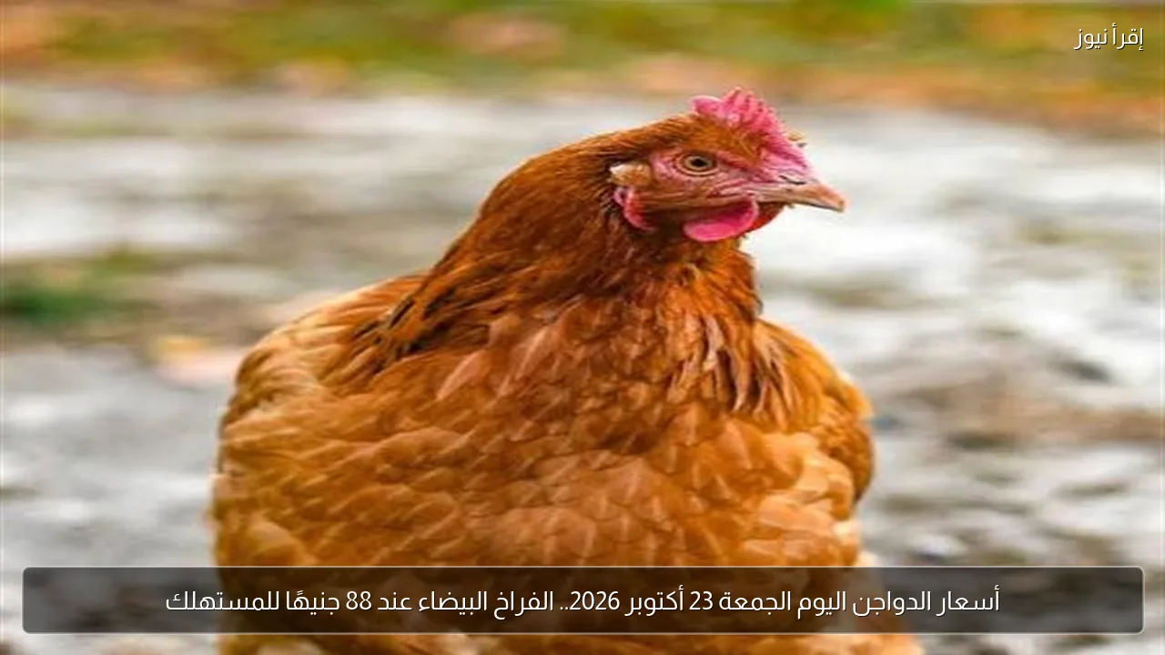 أسعار الدواجن اليوم الجمعة 23 أكتوبر 2026.. الفراخ البيضاء عند 88 جنيهًا للمستهلك