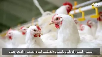 استقرار أسعار الدواجن والبيض والكتاكيت اليوم السبت 17 أكتوبر 2026