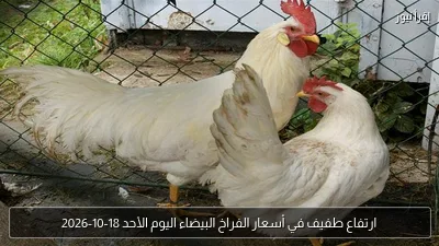 ارتفاع طفيف في أسعار الفراخ البيضاء اليوم الأحد 18-10-2026