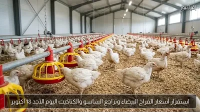 استقرار أسعار الفراخ البيضاء وتراجع الساسو والكتاكيت اليوم الأحد 18 أكتوبر