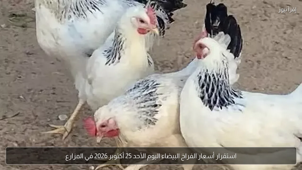 استقرار أسعار الفراخ البيضاء اليوم الأحد 25 أكتوبر 2026 في المزارع