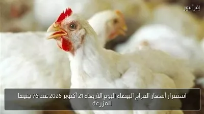 استقرار أسعار الفراخ البيضاء اليوم الأربعاء 21 أكتوبر 2026 عند 76 جنيها للمزرعة