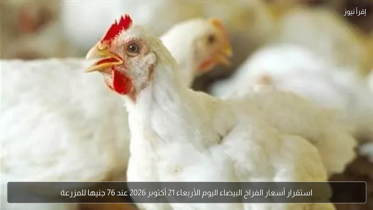 استقرار أسعار الفراخ البيضاء اليوم الأربعاء 21 أكتوبر 2026 عند 76 جنيها للمزرعة
