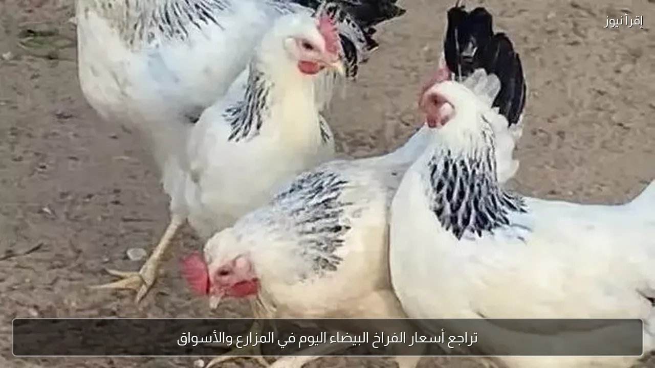 تراجع أسعار الفراخ البيضاء اليوم في المزارع والأسواق