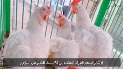 ارتفاع أسعار الفراخ البيضاء إلى 78 جنيهًا للكيلو في المزارع