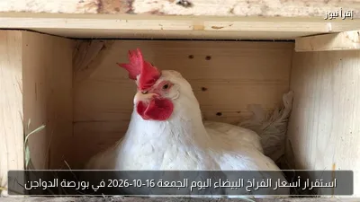 استقرار أسعار الفراخ البيضاء اليوم الجمعة 16-10-2026 في بورصة الدواجن