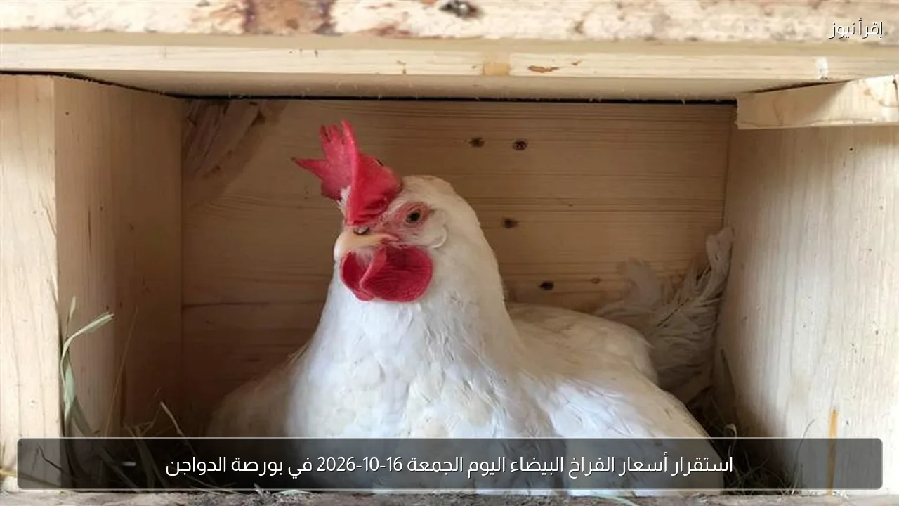 استقرار أسعار الفراخ البيضاء اليوم الجمعة 16-10-2026 في بورصة الدواجن