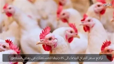 تراجع سعر الفراخ البيضاء إلى 85 جنيهًا للمستهلك في بعض المناطق