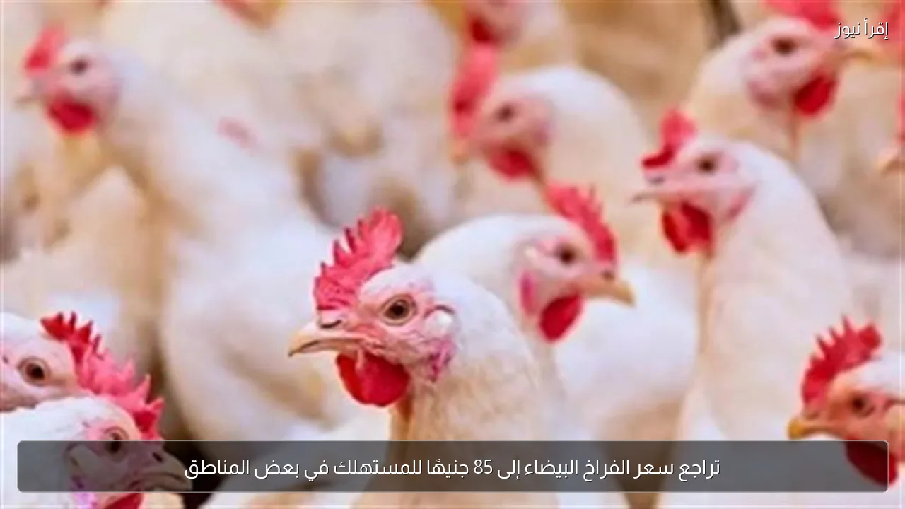 تراجع سعر الفراخ البيضاء إلى 85 جنيهًا للمستهلك في بعض المناطق