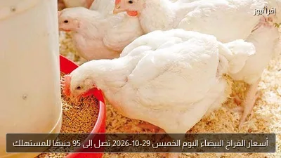 أسعار الفراخ البيضاء اليوم الخميس 29-10-2026 تصل إلى 95 جنيهًا للمستهلك