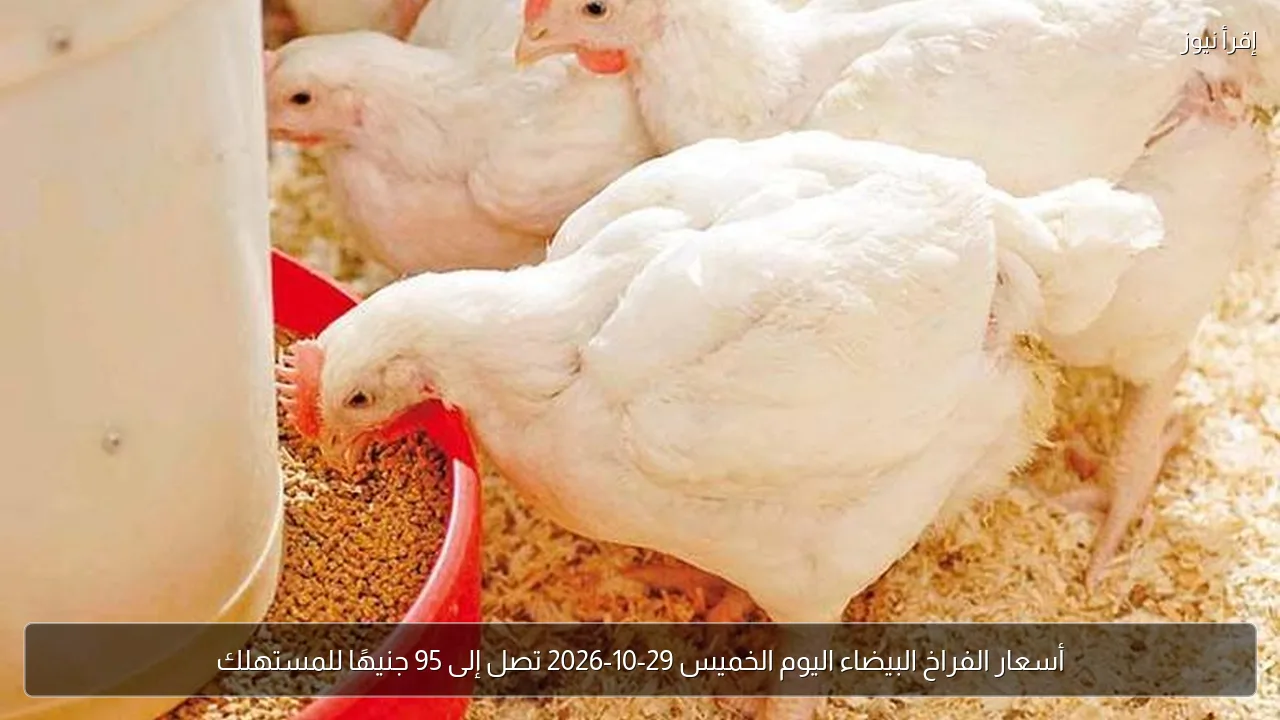 أسعار الفراخ البيضاء اليوم الخميس 29-10-2026 تصل إلى 95 جنيهًا للمستهلك
