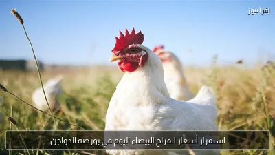 استقرار أسعار الفراخ البيضاء اليوم في بورصة الدواجن