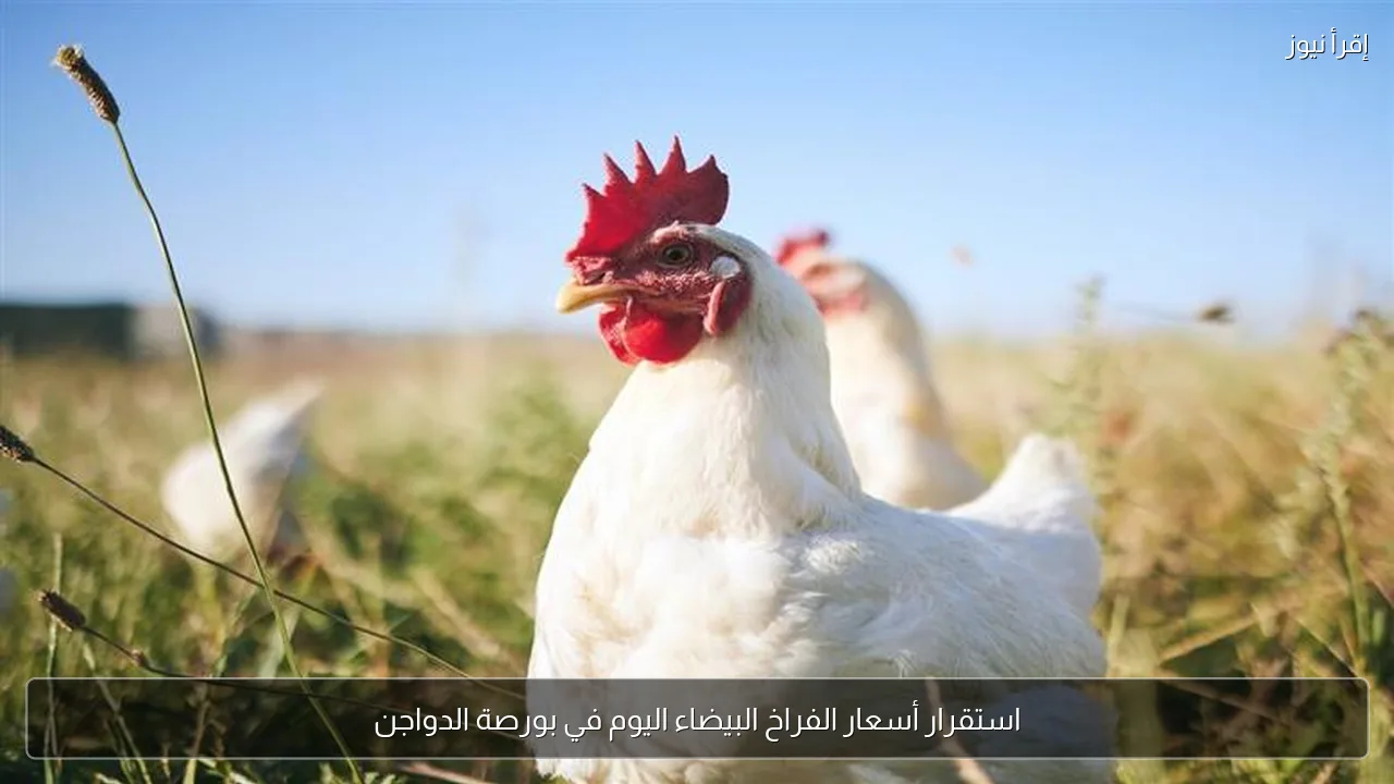 استقرار أسعار الفراخ البيضاء اليوم في بورصة الدواجن