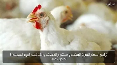 تراجع أسعار الفراخ البيضاء واستقرار الأعلاف والكتاكيت اليوم السبت 31 أكتوبر 2026