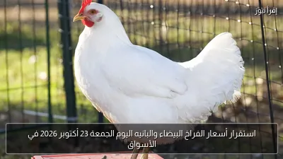 استقرار أسعار الفراخ البيضاء والبانيه اليوم الجمعة 23 أكتوبر 2026 في الأسواق