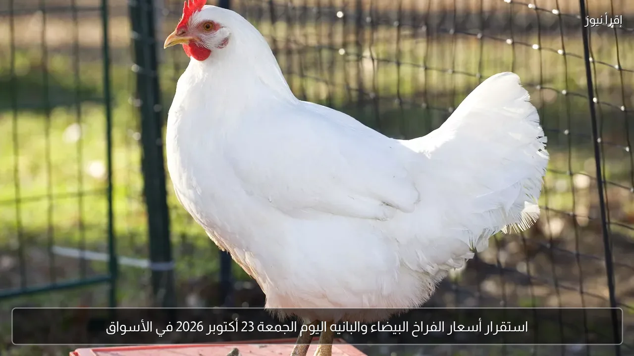 استقرار أسعار الفراخ البيضاء والبانيه اليوم الجمعة 23 أكتوبر 2026 في الأسواق