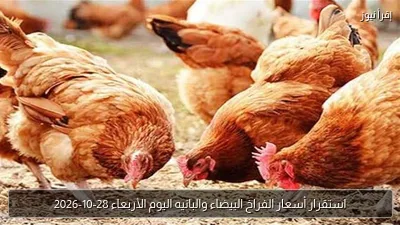 استقرار أسعار الفراخ البيضاء والبانيه اليوم الأربعاء 28-10-2026