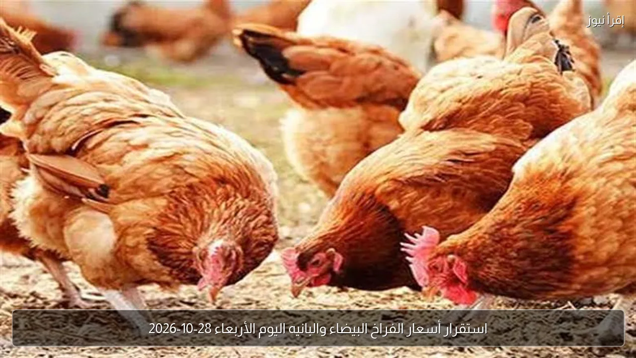 استقرار أسعار الفراخ البيضاء والبانيه اليوم الأربعاء 28-10-2026