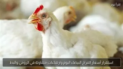 استقرار أسعار الفراخ البيضاء اليوم وارتفاعات متفاوتة في الرومي والبط