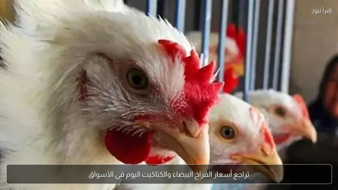 تراجع أسعار الفراخ البيضاء والكتاكيت اليوم في الأسواق