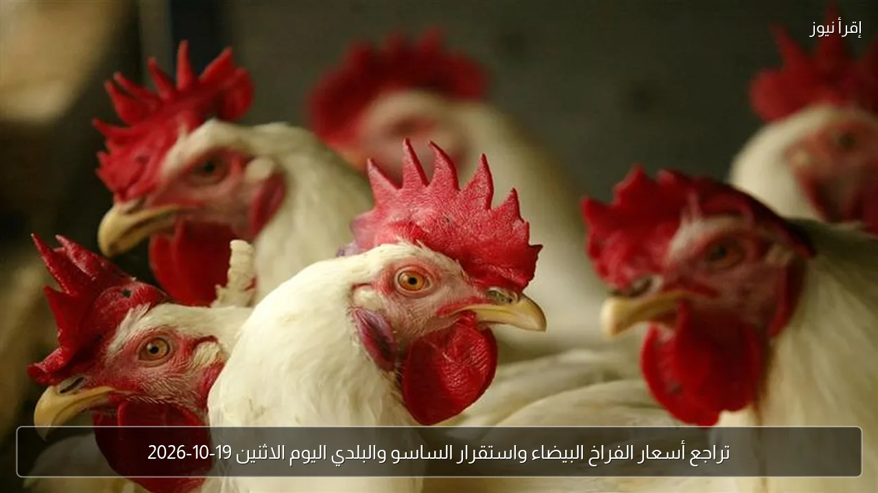 تراجع أسعار الفراخ البيضاء واستقرار الساسو والبلدي اليوم الاثنين 19-10-2026
