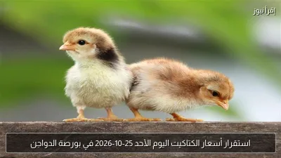 استقرار أسعار الكتاكيت اليوم الأحد 25-10-2026 في بورصة الدواجن