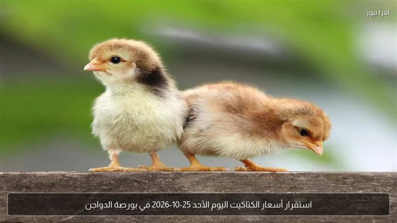 استقرار أسعار الكتاكيت اليوم الأحد 25-10-2026 في بورصة الدواجن