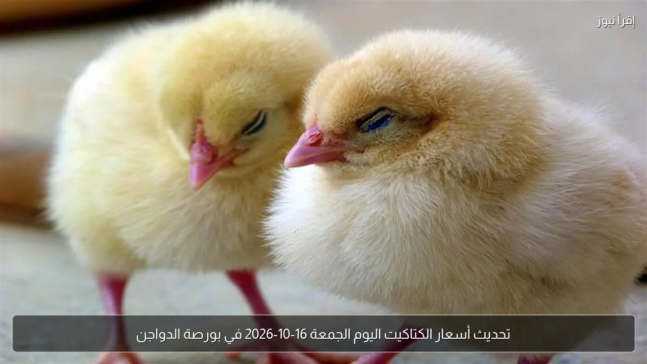 تحديث أسعار الكتاكيت اليوم الجمعة 16-10-2026 في بورصة الدواجن