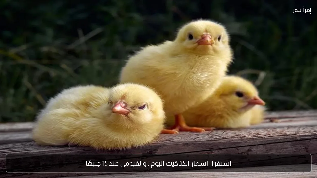 استقرار أسعار الكتاكيت اليوم.. والفيومي عند 15 جنيهًا