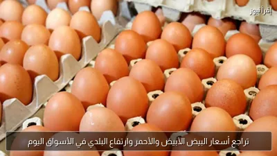 تراجع أسعار البيض الأبيض والأحمر وارتفاع البلدي في الأسواق اليوم