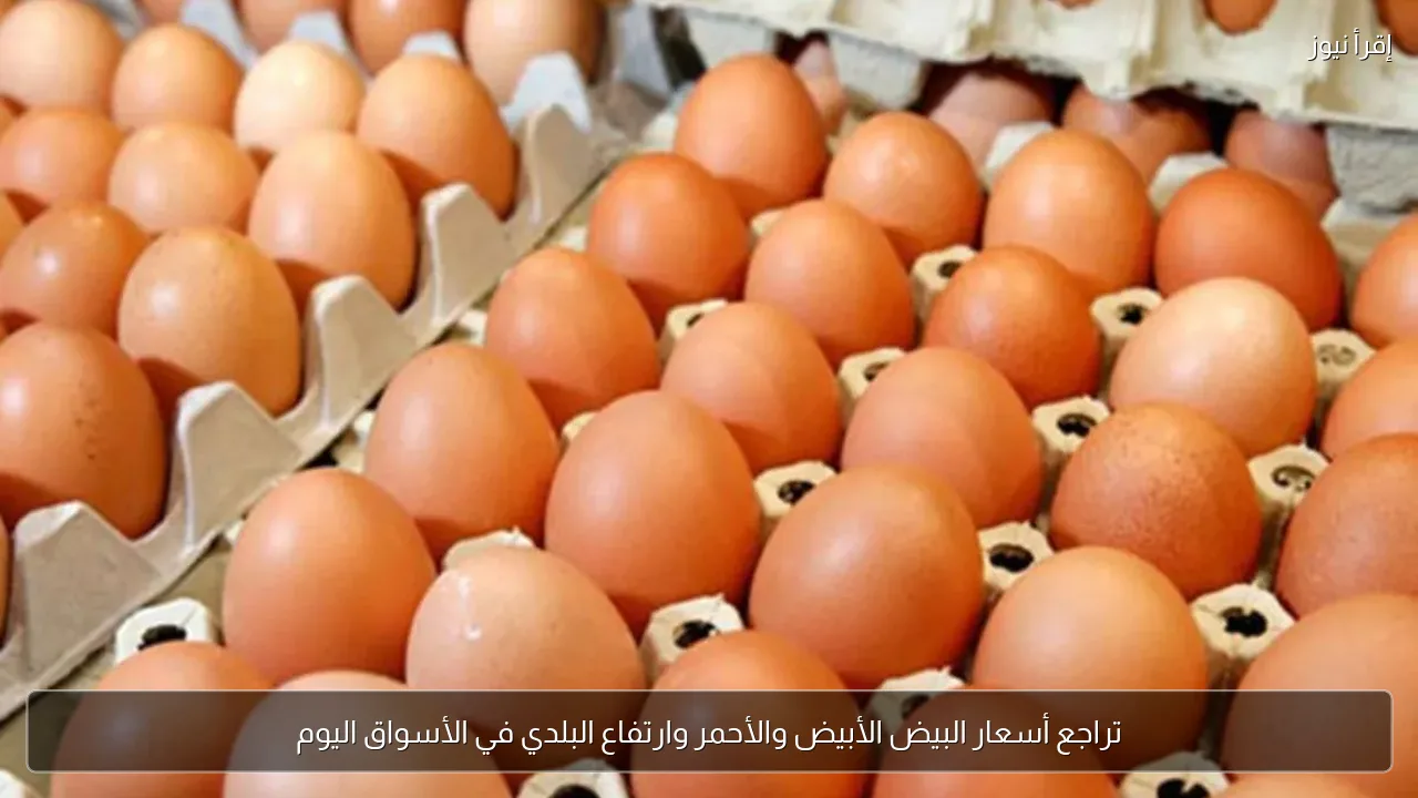 تراجع أسعار البيض الأبيض والأحمر وارتفاع البلدي في الأسواق اليوم