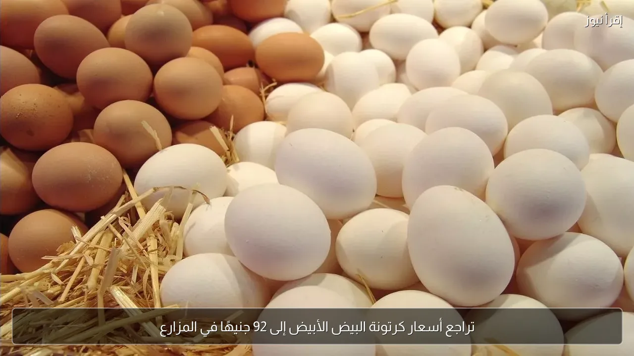 تراجع أسعار كرتونة البيض الأبيض إلى 92 جنيهًا في المزارع