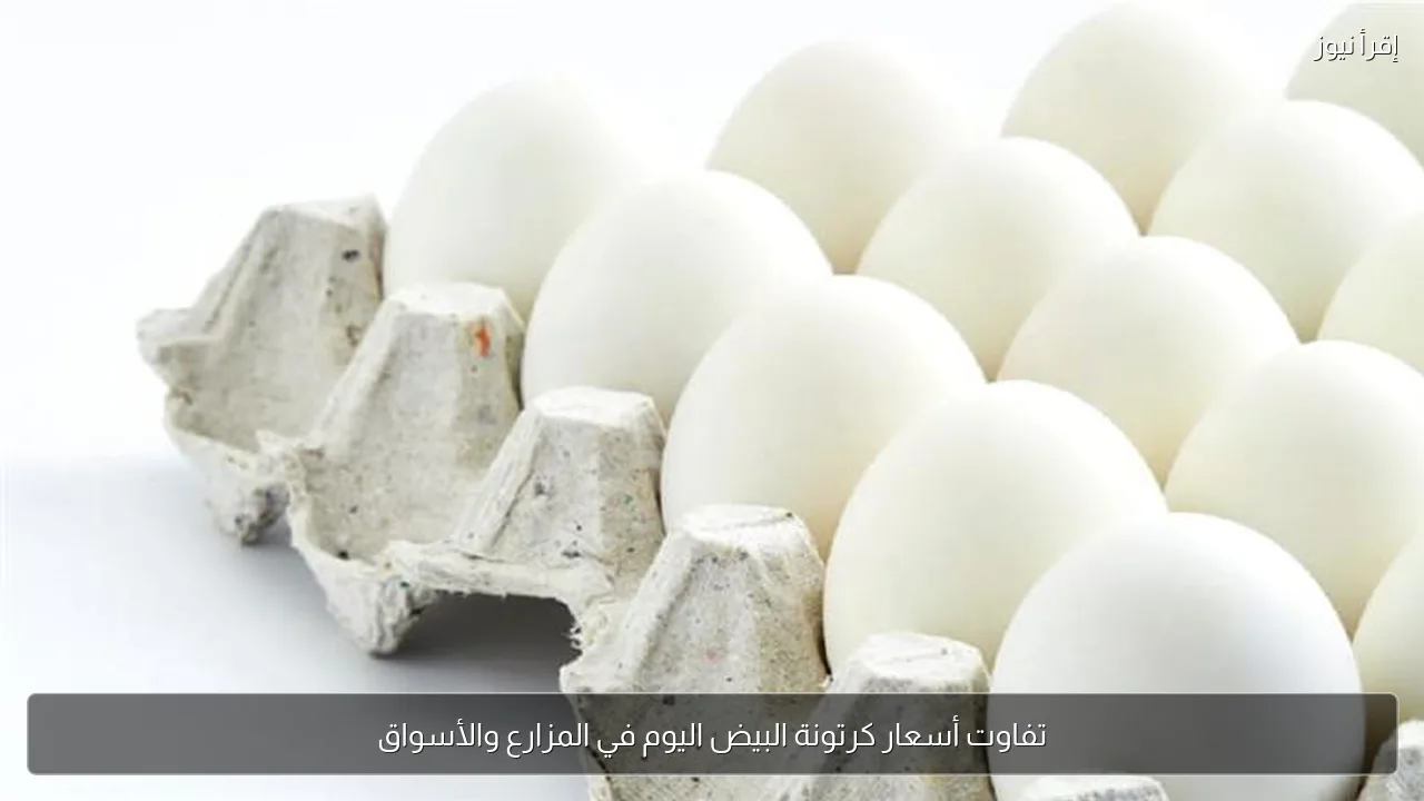 تفاوت أسعار كرتونة البيض اليوم في المزارع والأسواق