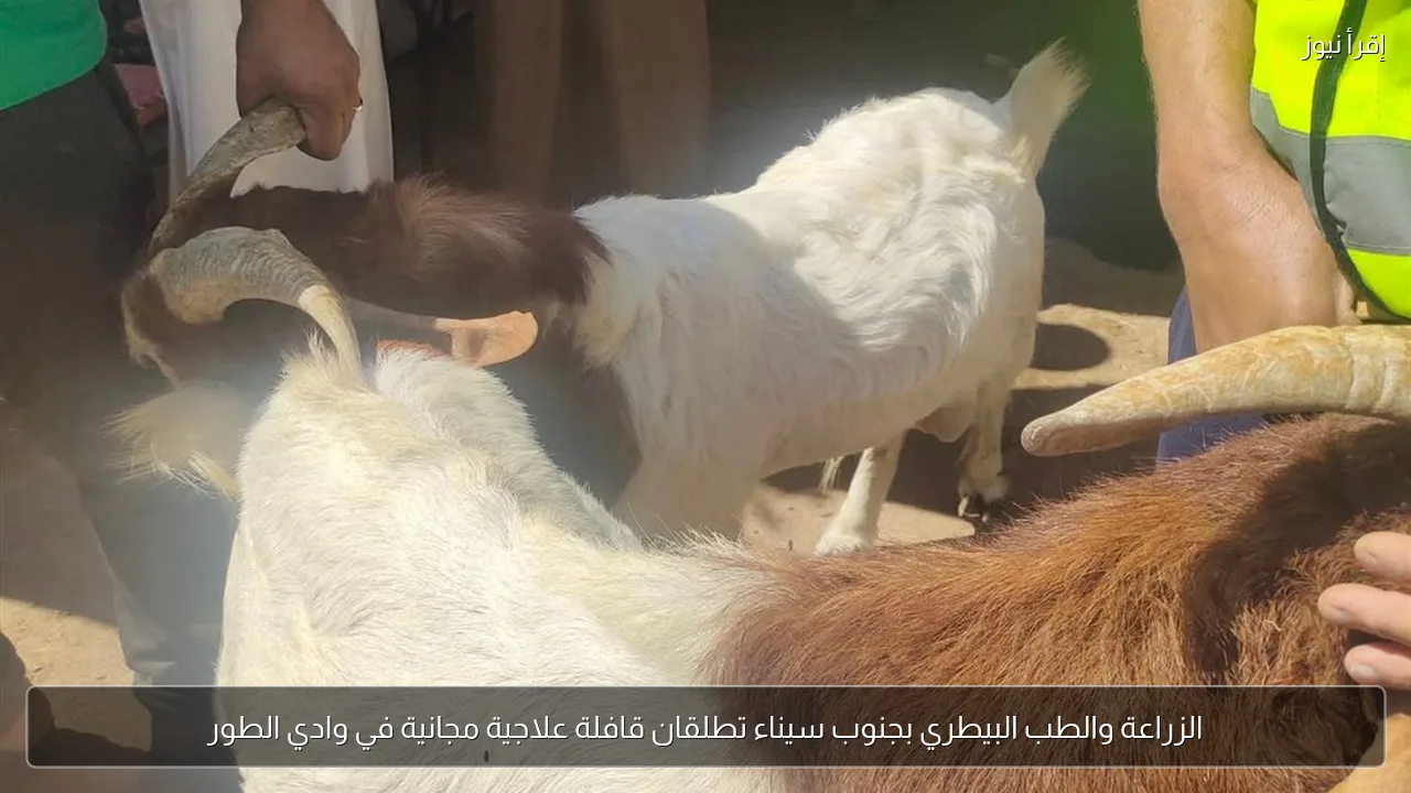 الزراعة والطب البيطري بجنوب سيناء تطلقان قافلة علاجية مجانية في وادي الطور