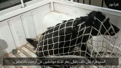 السيطرة على كلب ضال عقر ثلاثة مواطنين في أرمنت بالأقصر