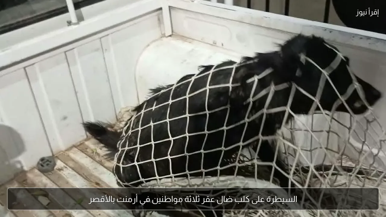 السيطرة على كلب ضال عقر ثلاثة مواطنين في أرمنت بالأقصر